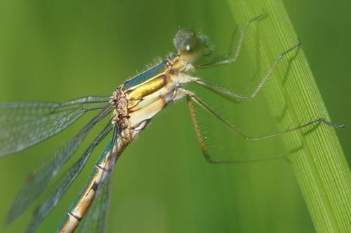 Réf. 191 478 : Lestes sponsa